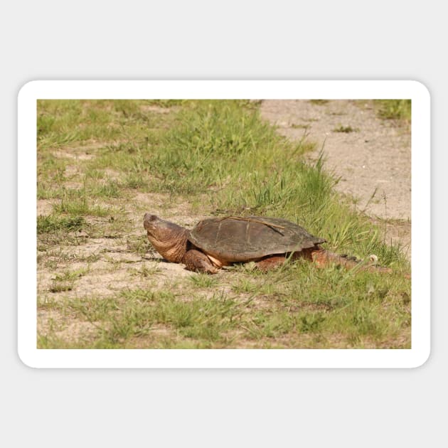 An Old Snapping Turtle Surveying the Surroundings Sticker by Judy Geller